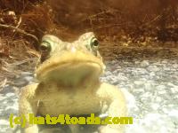 /home//u458753944/public_html/sourcegallery///////////////Roxborough Toad Detour/2025/2025-03-16/P3161627.JPG